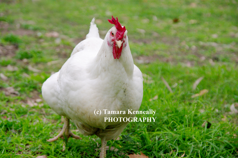 Broiler Chickens Tamara Kenneally Photography 