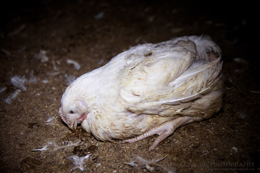 Born To Die (The Life of A Broiler Chicken) » Tamara Kenneally Photography